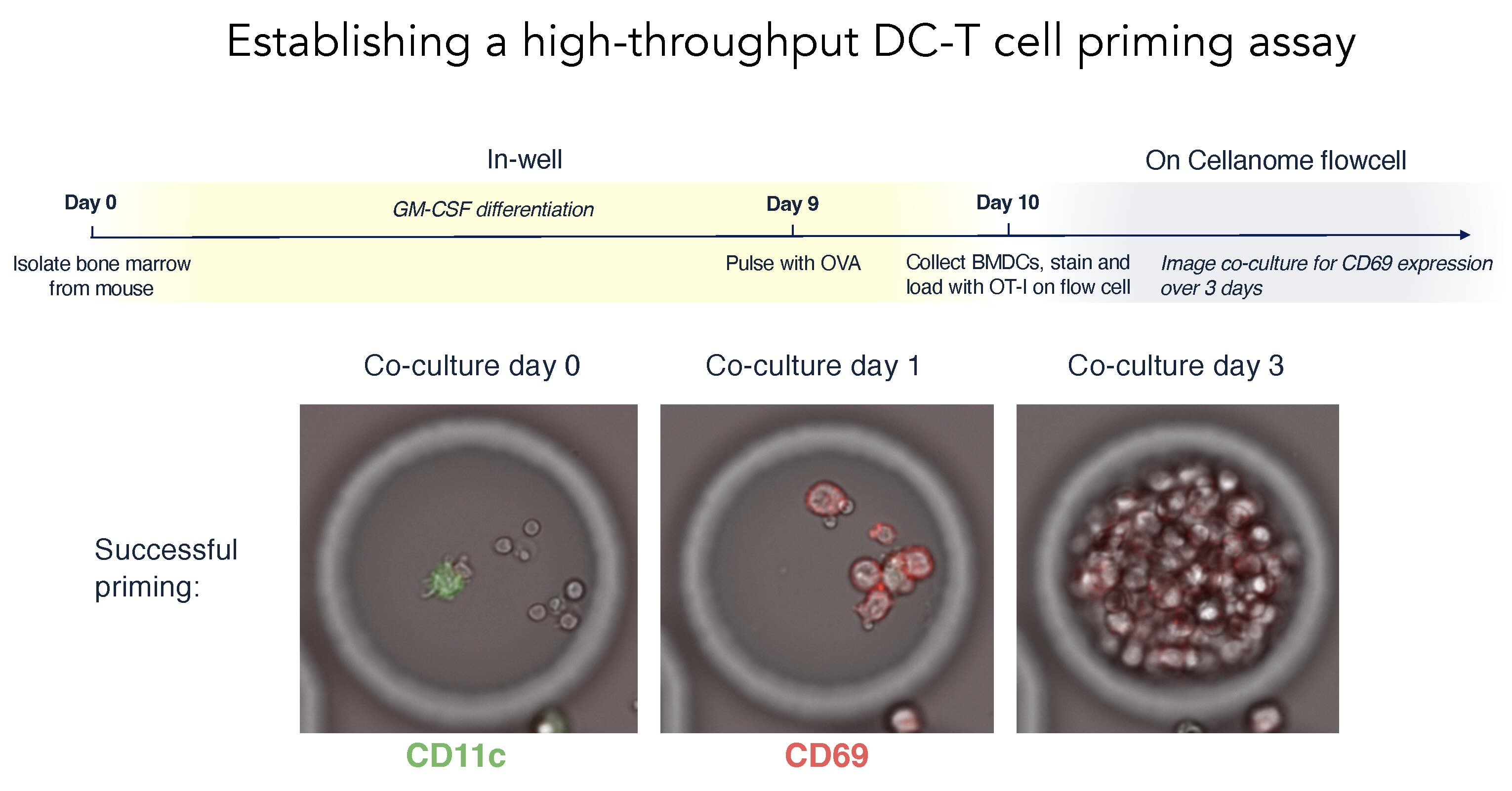 Decoding Immune Cell Interactions: Dr. Matt Spitzer's Approach to